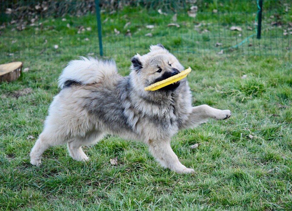 Frisbee voor honden waardoor je ver kan gooien en je hond ver moet rennen