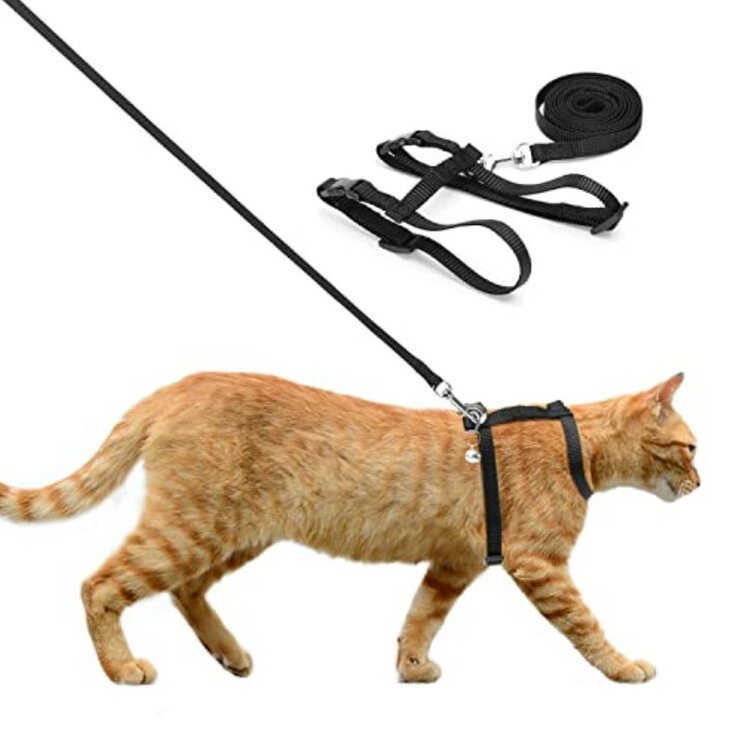 Kattentuigje met riem