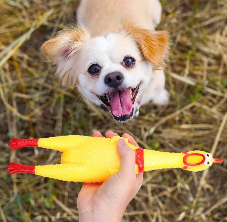 Het geluid zorgt voor een leuke interactie bij jouw hond.&nbsp; Dit kip speeltje is van een taai plastic soort, waardoor het 