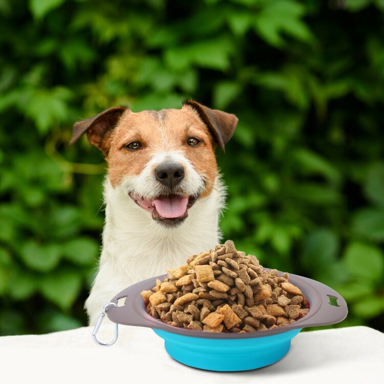 Voerbak voor honden onderweg