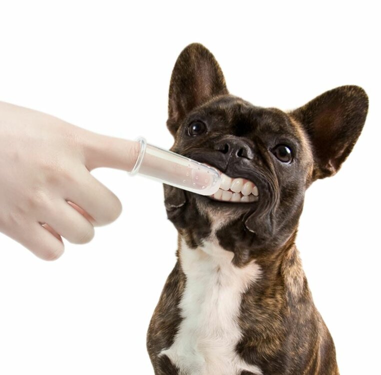 tandenborstel hond makkelijk met vinger