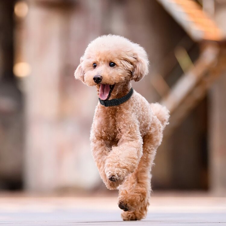 Nobleza Honden vlooienhalsband - Natuurlijk - Werking 6 maanden - 30 cm - Zwart