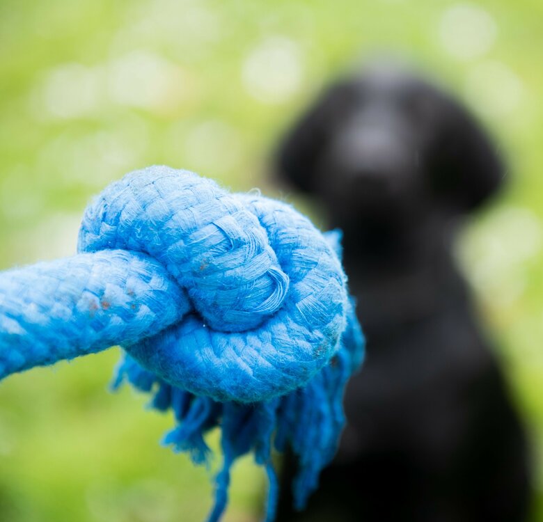 Beste touw voor honden