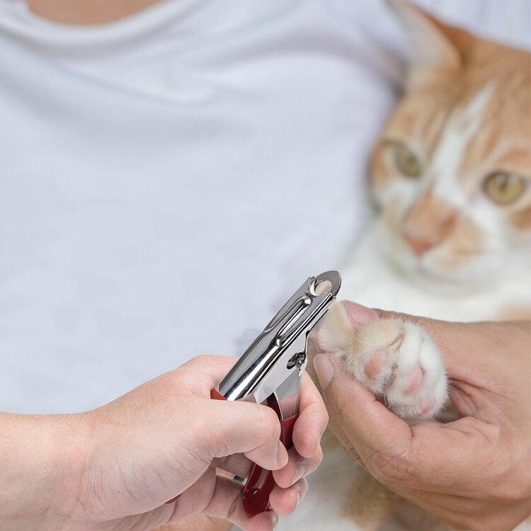 Nagels knippen kat