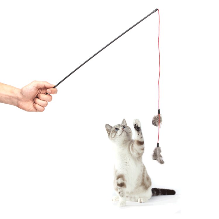Nobleza Kattenhengel met veren
