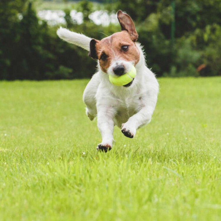 Tennisbal met piep geluid voor honden