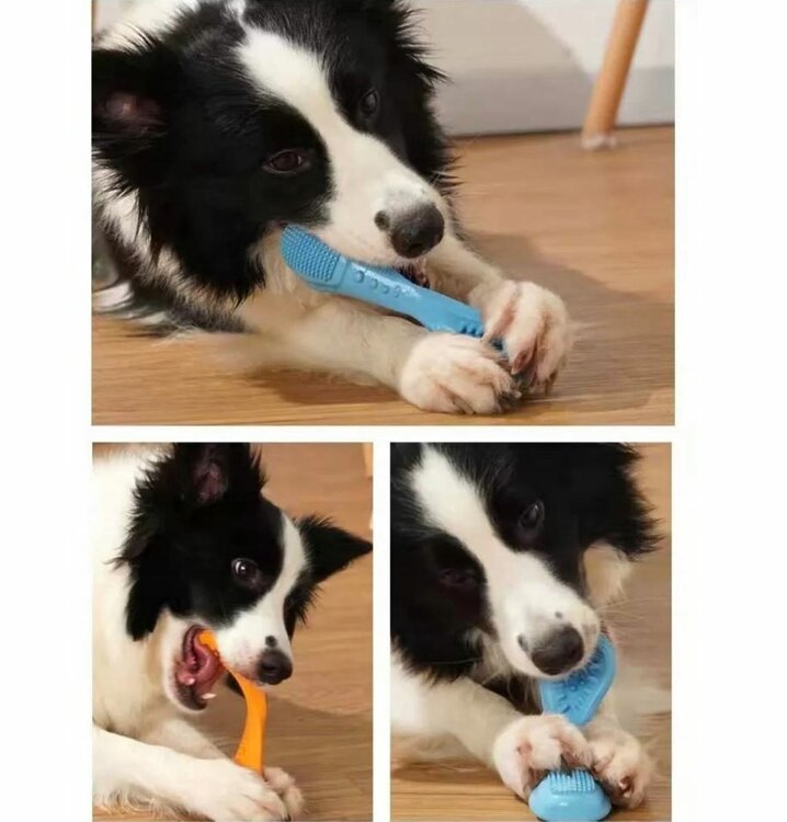 Tandenborstel gebit hond