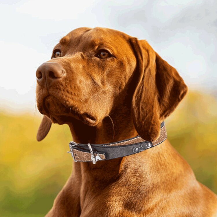 Luxe halsbanden voor honden