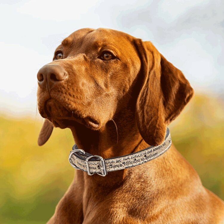 Nobleza Hondenhalsband - Lederlook - Glitters - 38 cm