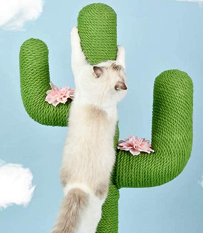 Katten Krabpaal Cactus
