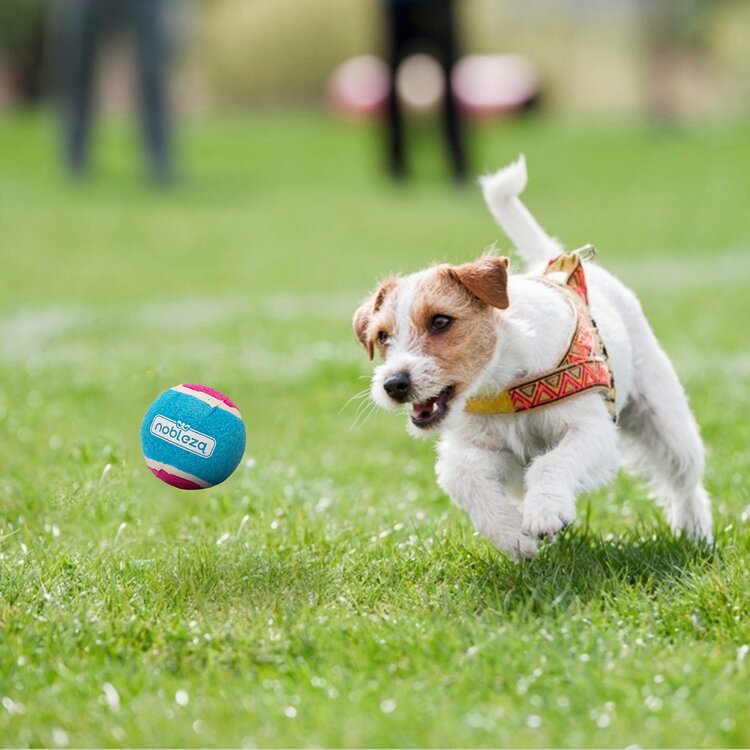 Tennisbal honden