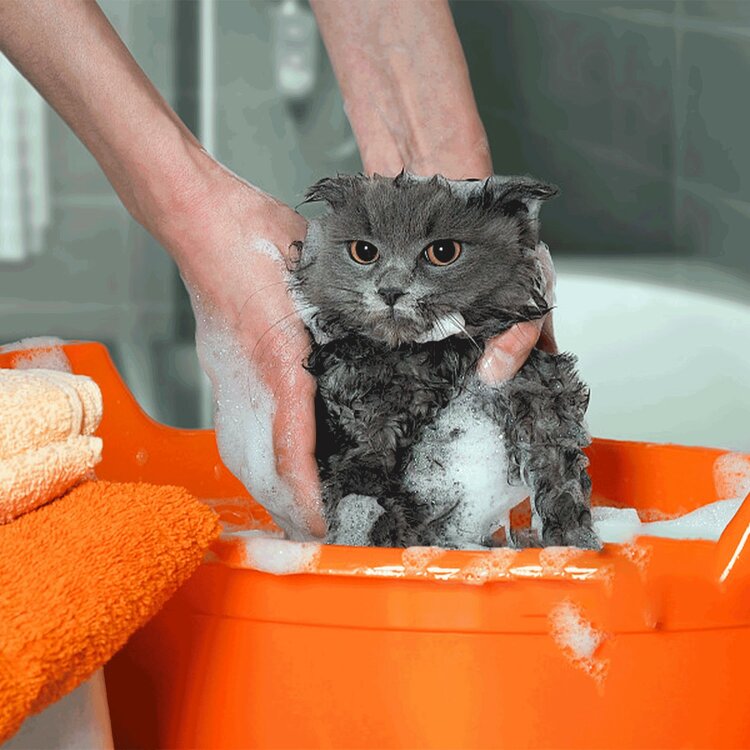 Shampoo kat zwarte vacht