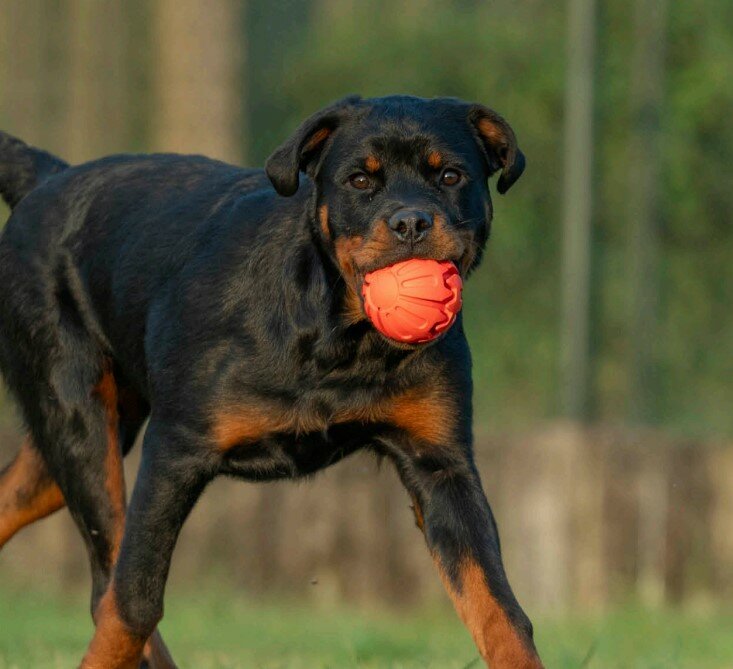 Grote rubberen bal voor hond