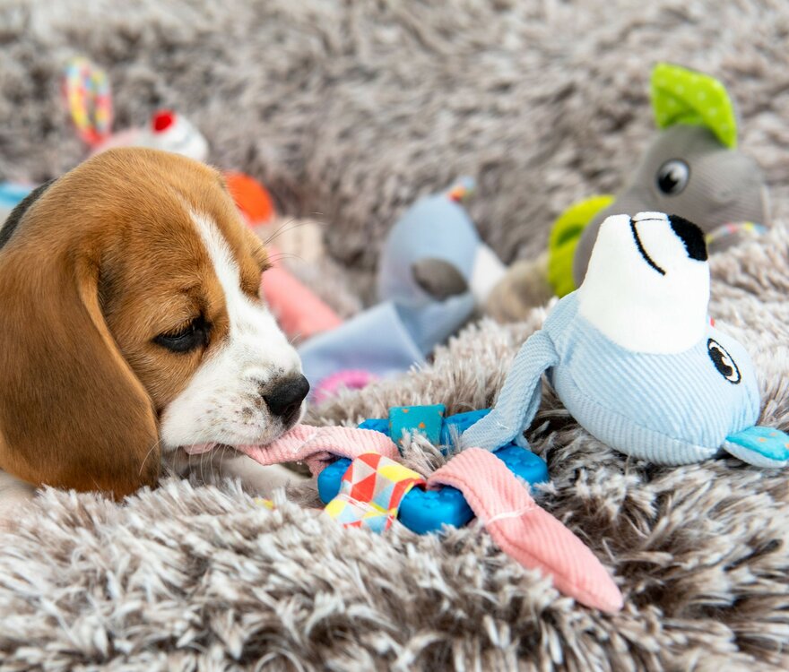 Knuffel met bijtspeelgoed voor puppy