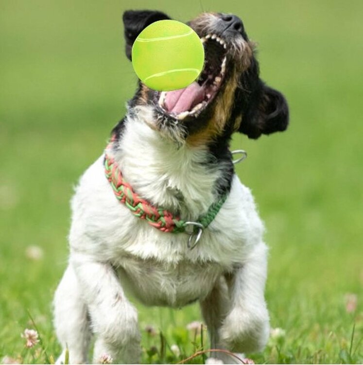 Vinyl tennisbal hond