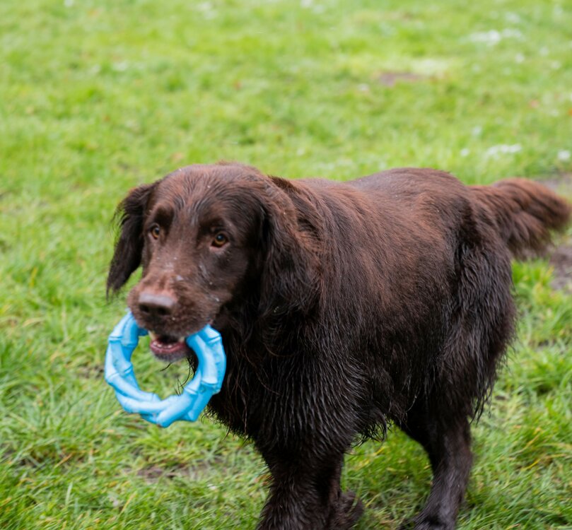 Ring rubber voor honden