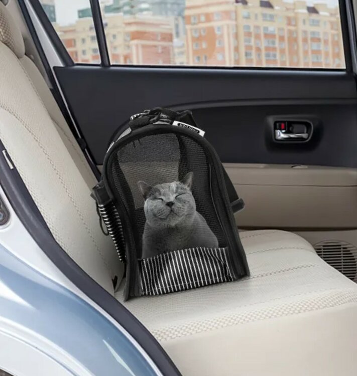 katten vervoeren in de auto