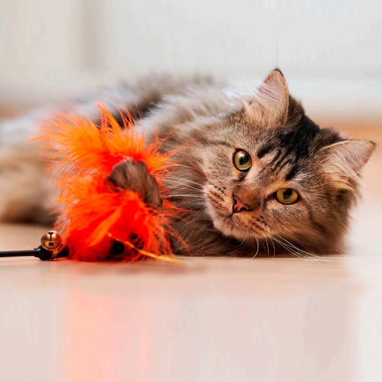 Kattenhengel uitschuifbaar - Rode veren