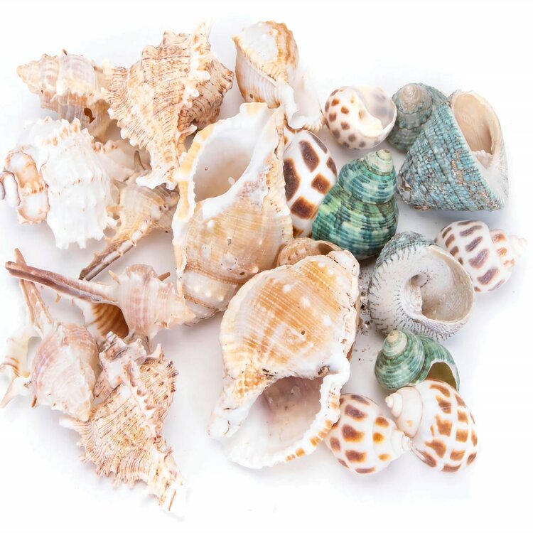 Nobleza Aquariumdecoratie - Schelpen - Mix - 40 stuks