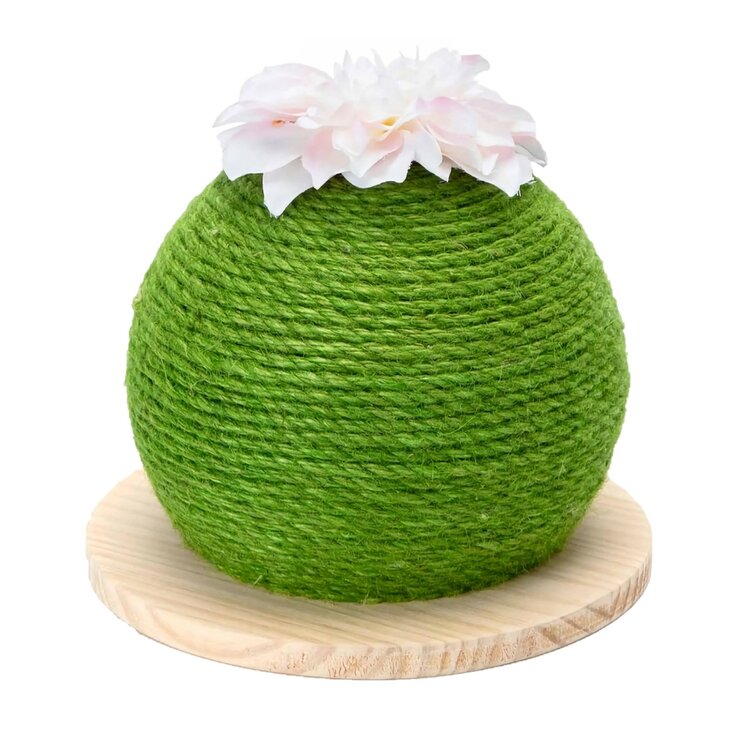 Katten krabbol groene cactus