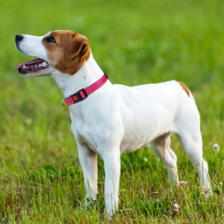 Nobleza Hondenhalsband met kliksluiting - Roze - Reflecterend - 60 cm