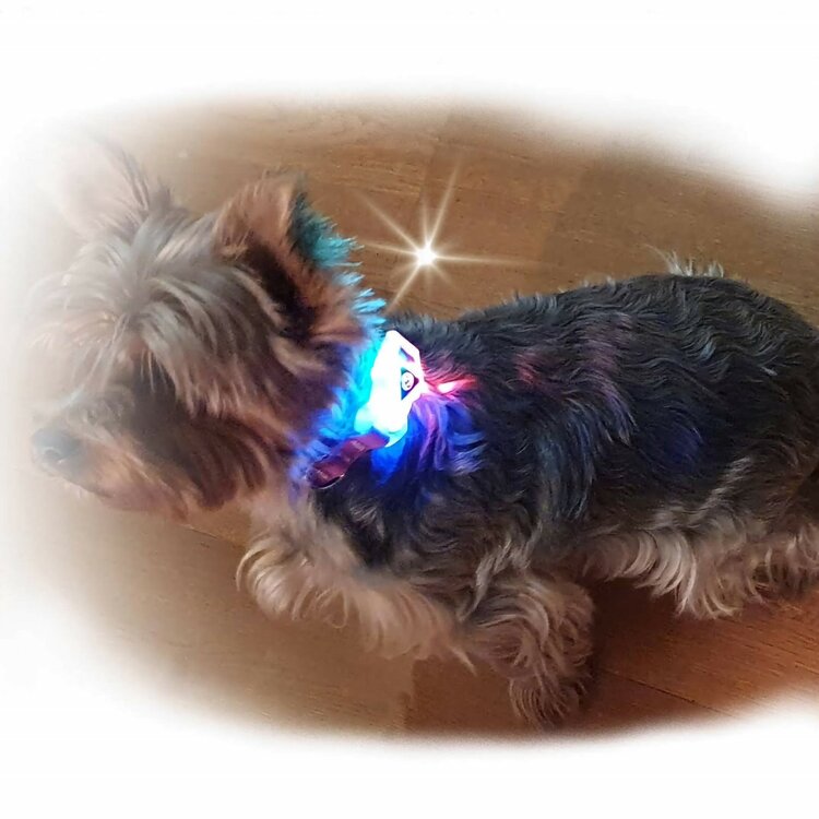 Halsband met verschillende kleuren licht