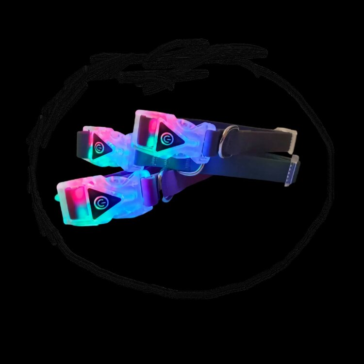 Hondenhalsband met verschillende lichtkleuren