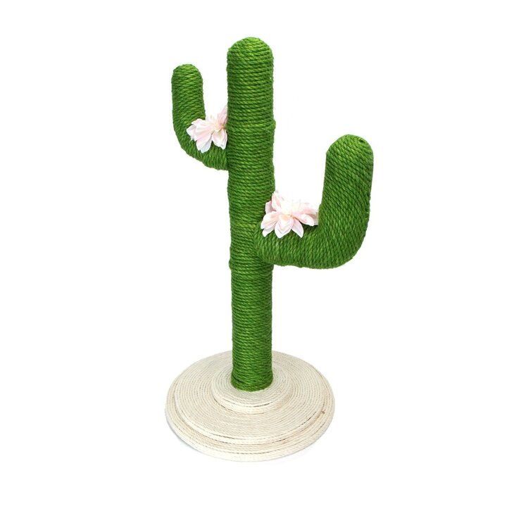 kattengroene cactusboom
