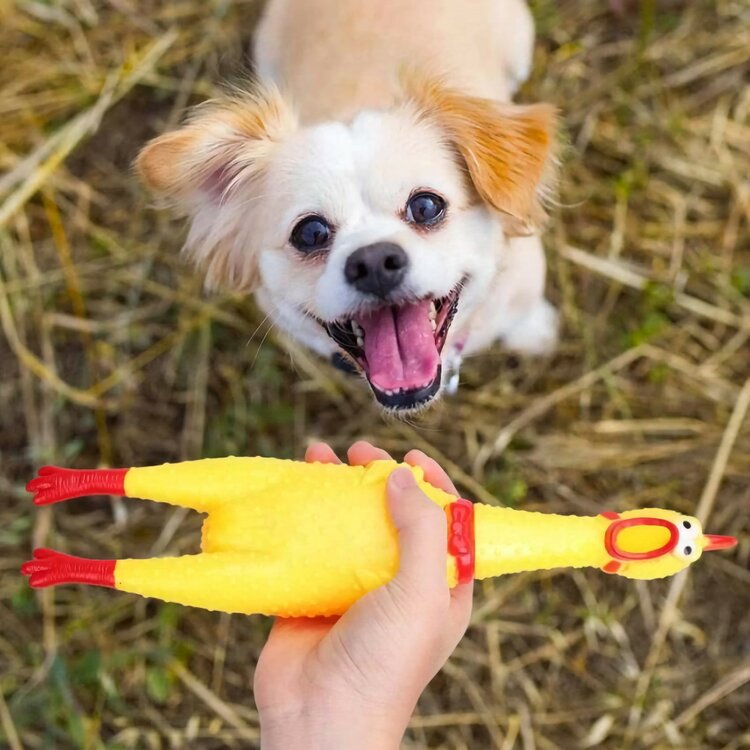 Het geluid zorgt voor een leuke interactie bij jouw hond.&nbsp; Dit kip speeltje is van een taai plastic soort, waardoor het 