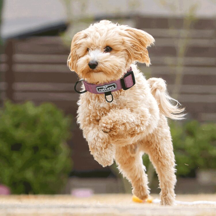 Nobleza Honden klikhalsband - Geweven Nylon - 51 cm
