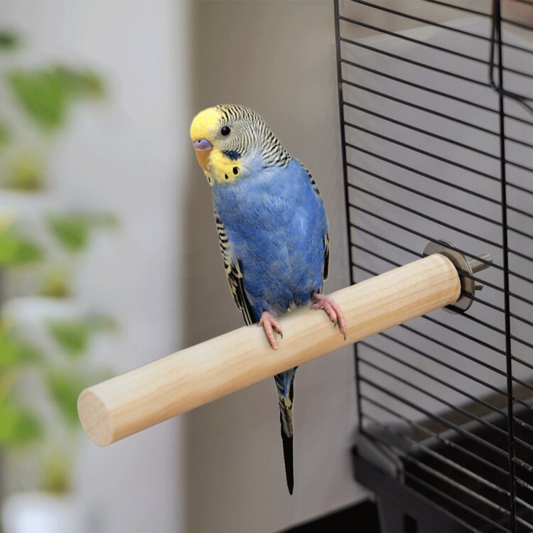 Zitstok voor in de vogelkooi.