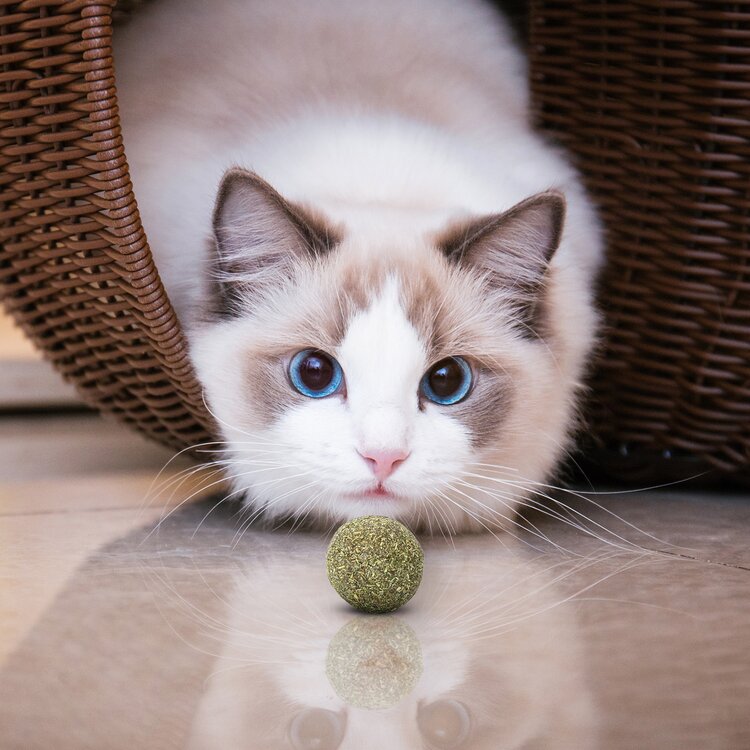 balletje van kattenkruid voor katten