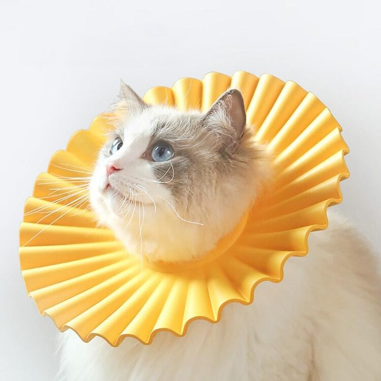 kap voor kat