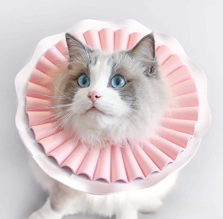 Zachte beschermkraag voor hondje of kat - Roze - Maat M