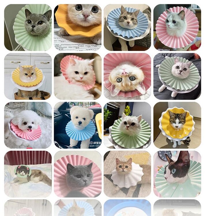 Leuke beschermkraag voor katten