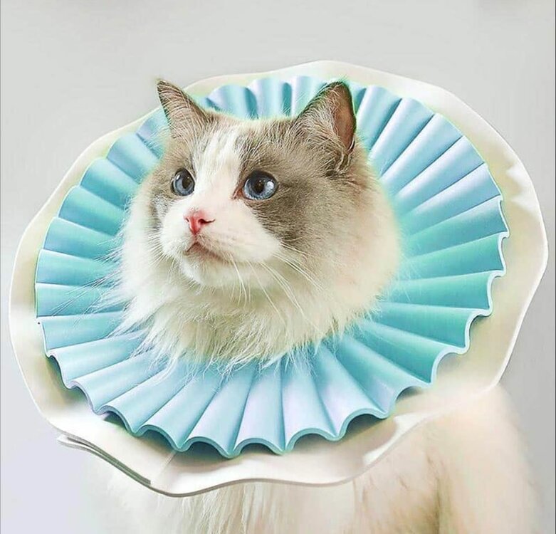 Zachte kap voor katten