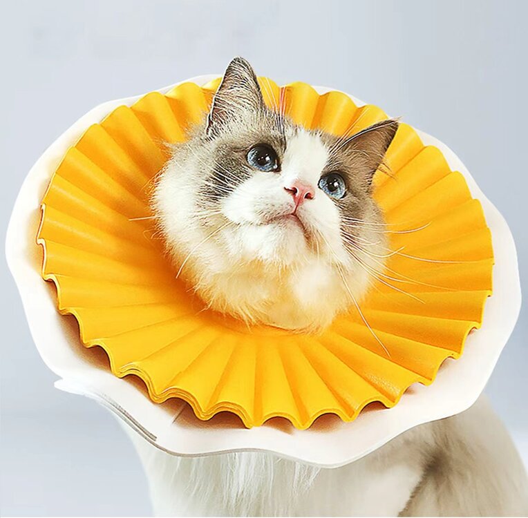 Medische kraag voor katten