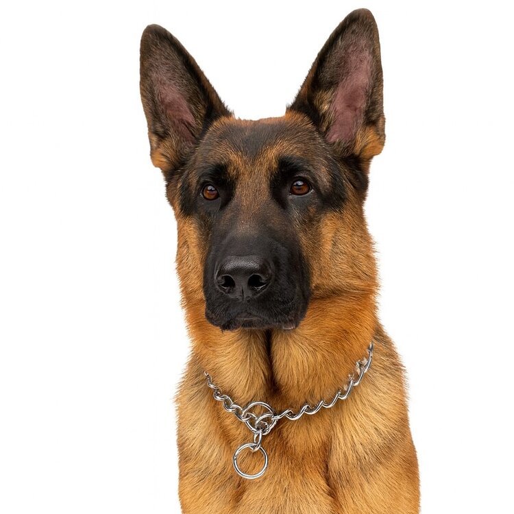 Slipketting voor grote hond