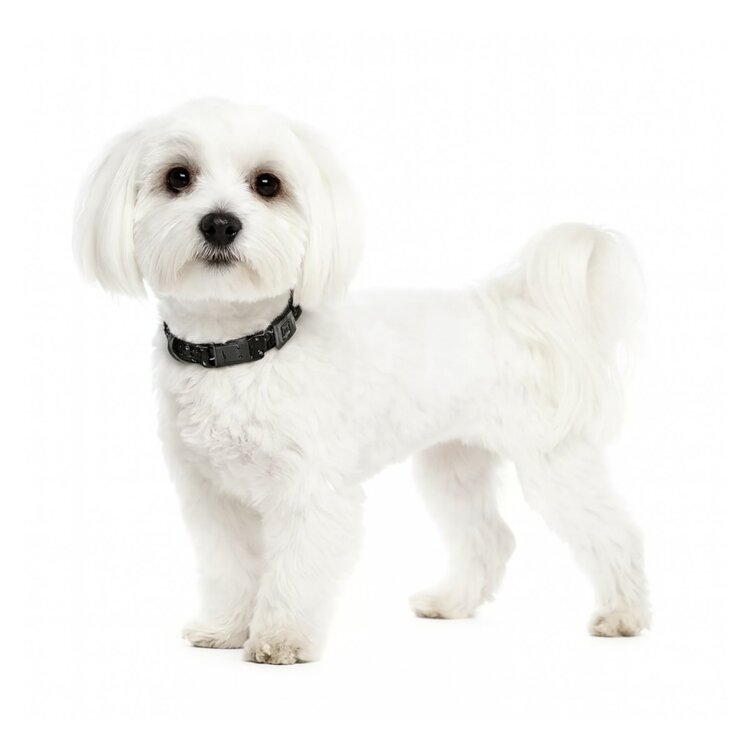 Nobleza Honden vlooienhalsband - Natuurlijk - 6 Maanden - 30 cm