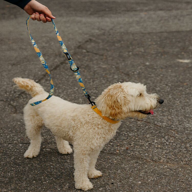 Vibfy hondenriem oranje