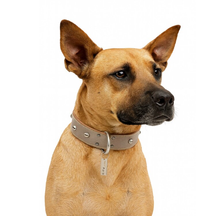 Jack and Vanilla Hondenhalsband - Leer - Grijs - 50 cm