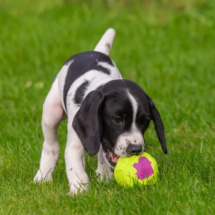 rubberen speelbal voor honden