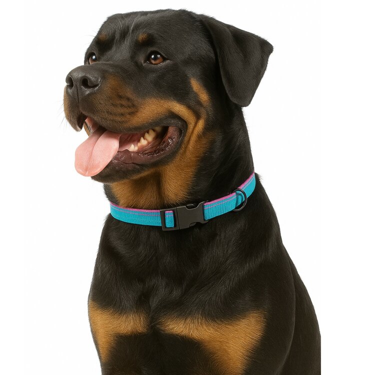 Jack and Vanilla Honden halsband blauw-roze met kliksluiting 65 cm