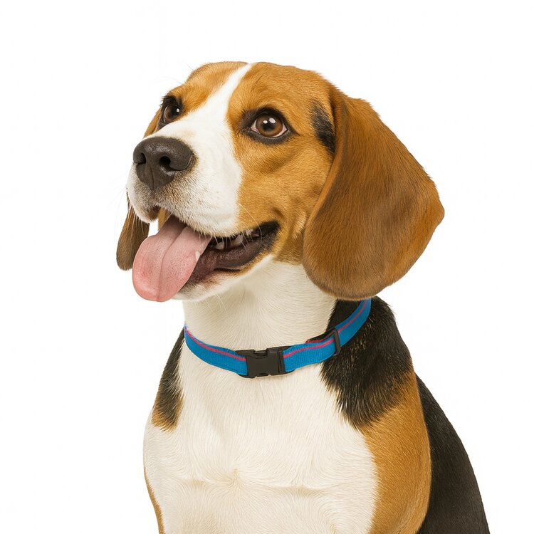 Jack and Vanilla Hondenhalsband - Nylon - Blauw - 47 cm