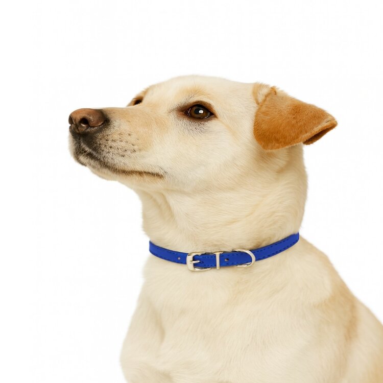 Hondenhalsband voor kleine honden