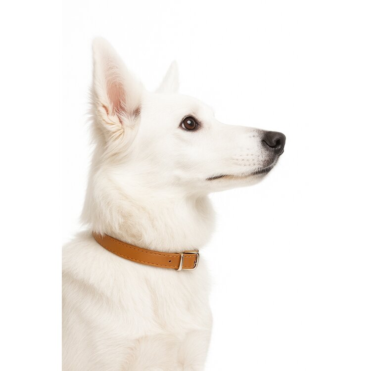 Hondenhalsband voor medium honden