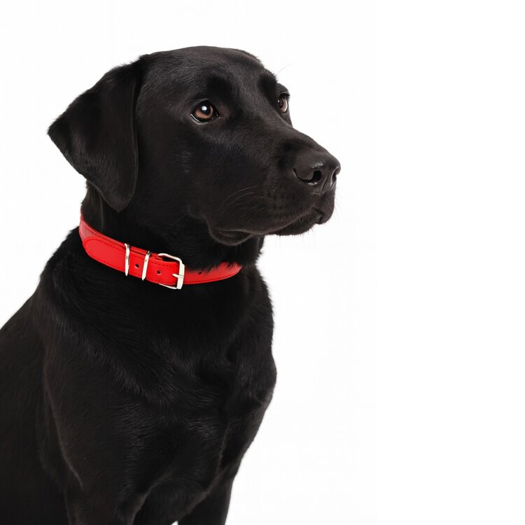 Hondenhalsband voor grotere honden