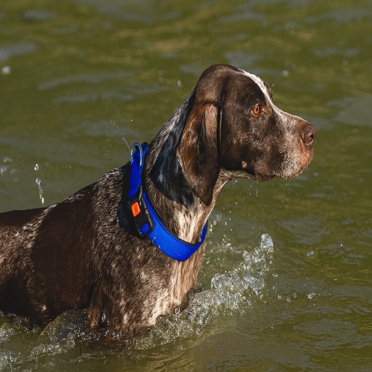 halsband voor honden