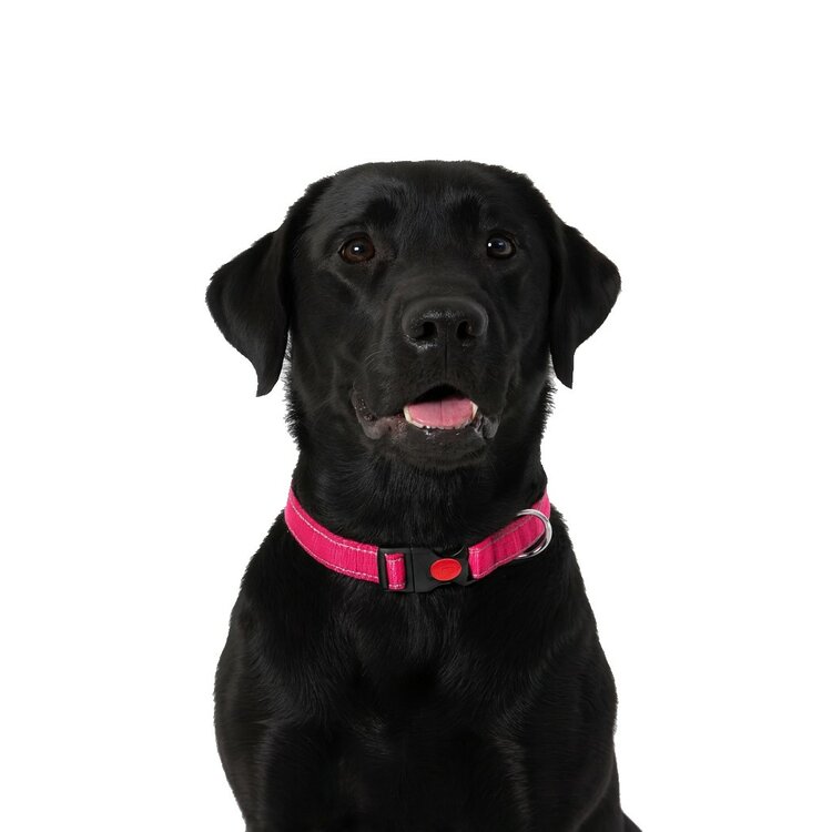 Nobleza Hondenhalsband met kliksluiting - Roze - Reflecterend - 60 cm