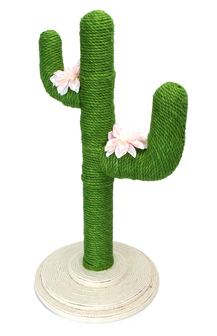 kattengroene cactusboom
